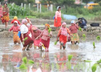 केराबारी गाउँपालिका कृषि तथा सहकारी शाखाले पनि मनायो धान दिवस