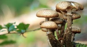 जंगली च्याउको तरकारी खाँदा उदयपुरमा एकै परिवारका ८ जना बिरामी